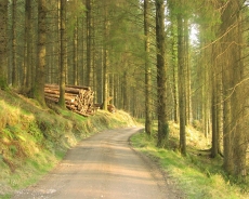 [Gallery] Walking in the Slieve Blooms