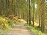 Walking in the Slieve Blooms